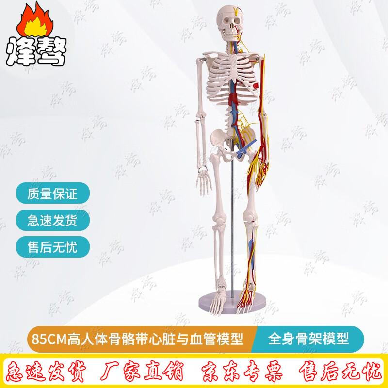 85CM Anatomical Human Skeleton Model