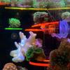 Reef With Suction Cup Fish Tank Acrylic Coral Rack Coral Frag Bracket Fluorescent Coral Holder