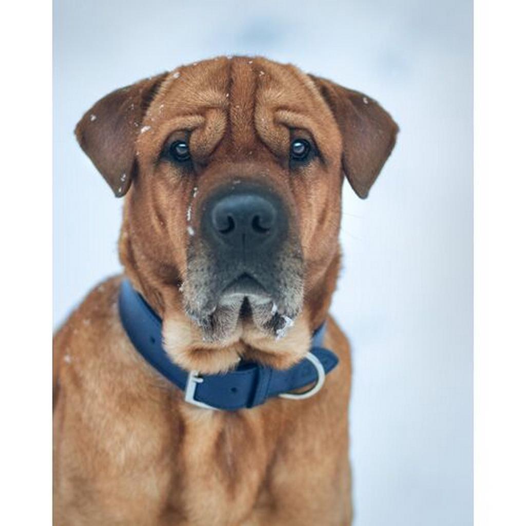 Ralph & Co Rimini Doppeltes Hundehalsband aus Leder