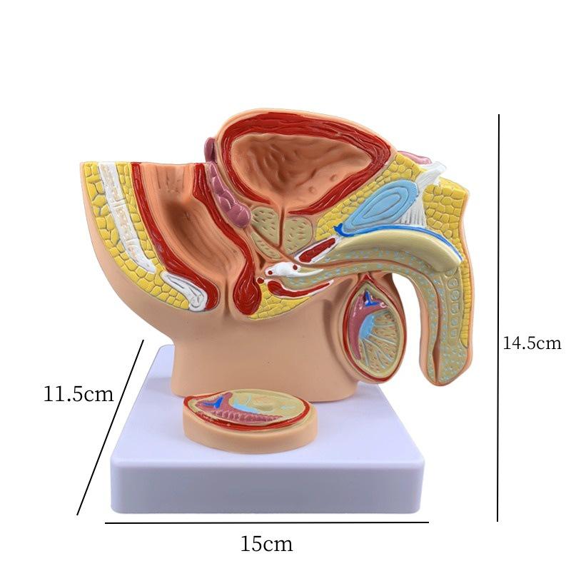 

Малый мужской таз сагиттальная модель: Мужская репродуктивная и мочевыделительная система для демонстрации планирования семьи