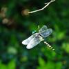 12cm Simulation Dragonfly Outdoor Mosquito Repellent Insect Model Garden Hanging Ornaments