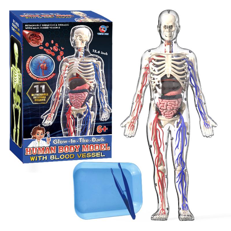 Vroeg Onderwijs Menselijk Orgaan Model Speelgoed Parochie Simulatie Botten Bloedvaten Zwangerschap Vrouwen Anatomie 3D Modellen Educatief Speelgoed