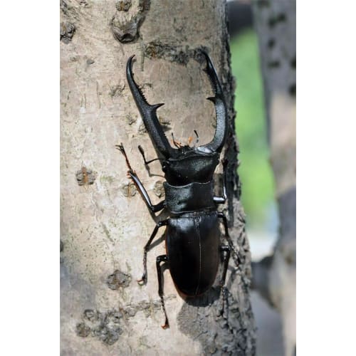 BACALYSO | Nirvana 1/1 Scale Mandibularis Stag Beetle Figure, Magnetic Refrigerator Ornament, Illustrated Guide to Wild Insects, Summer Beetle, King o