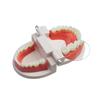 Kindergarten Oral Teaching Tooth Resin Model