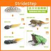 Realistisches Frosch-Wachstumszyklus-Modell Lernspielzeug Für die Früherziehung bei Kindern