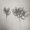 5pcs Black Artificial Plastic Tree Branch Antlers Shape Withered Branch  Halloween Day