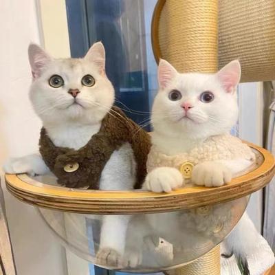 Gilet Moelleux pour Chat Manteau Chaud Sans Manches d'Hiver Vêtements pour Animaux de Compagnie Fermeture Boutonnée Tenue pour Chaton Chiot pour Sortie Vêtement Quotidien Costume de Fête Photographie