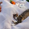 1Pc 90*150Cm Outdoor Cushion Camping Mat Picnic Mat Portable And Foldable Picnic Supplies Equipment Beach Blanket