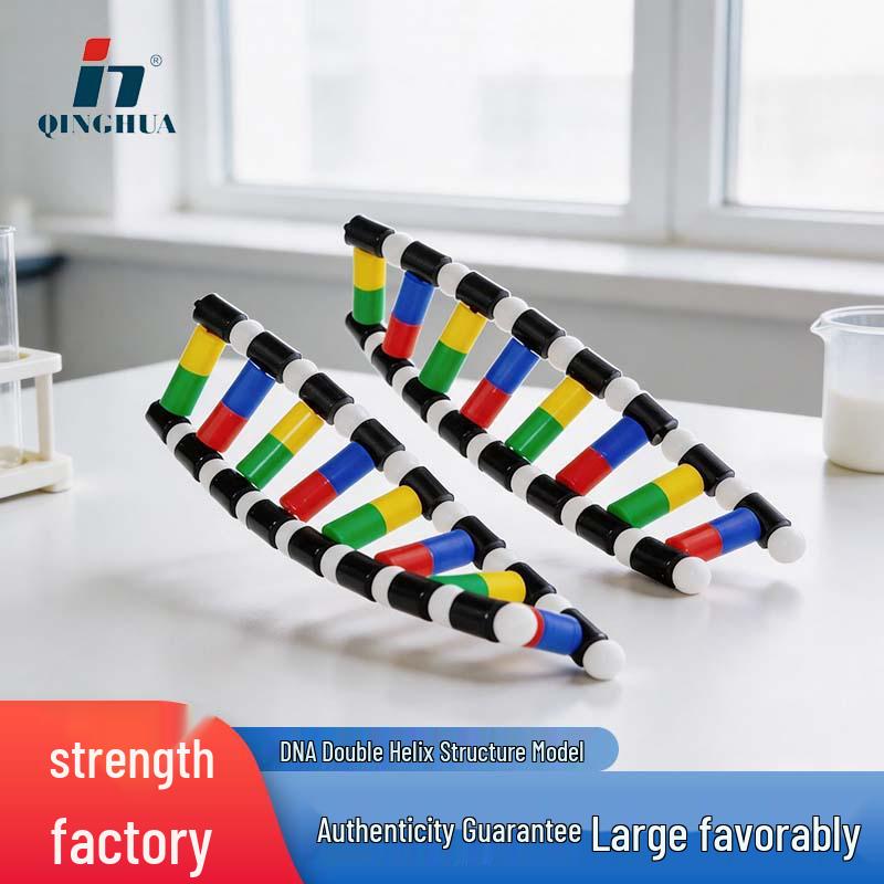 DNA Double Helix Structure Model for High School Biology: Heredity Gene Teaching Aid PVC Material