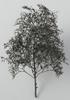 Woodland Scenics x KATO Natural Material Trees Black Dyed Railway Model Supplies 24-368