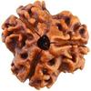 Indian Traditional 3 Mukhi Rudraksh Colour Brown & Size 16-22mm