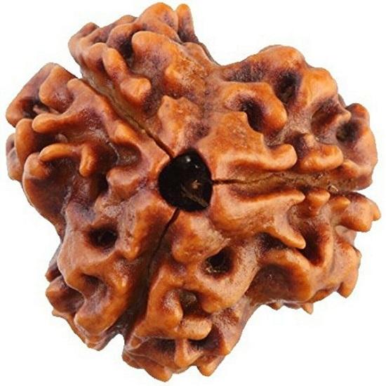 Indian Traditional 3 Mukhi Rudraksh Colour Brown & Size 16-22mm