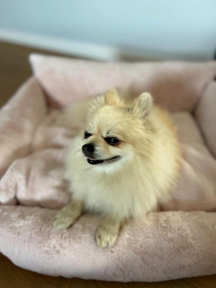 Fluffy Cream Bed - 60cm x 50cm