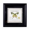 European & American Style Retro Real Butterfly Specimen Display: Glass Photo Frame for Tabletop Decor with Small Pets, Cats, & Reptiles