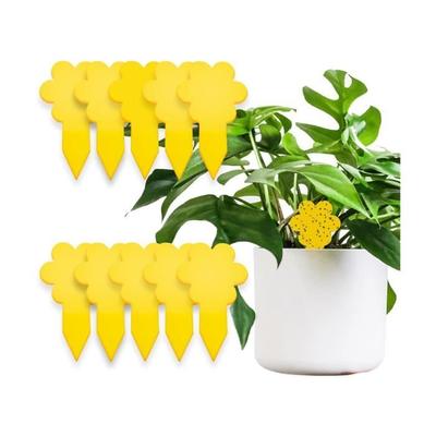 Indoor Gnat Traps – 20 Traps – Plant Fly Catcher - Ecological – Very Effective - Easy To Use - Up To 3 Months