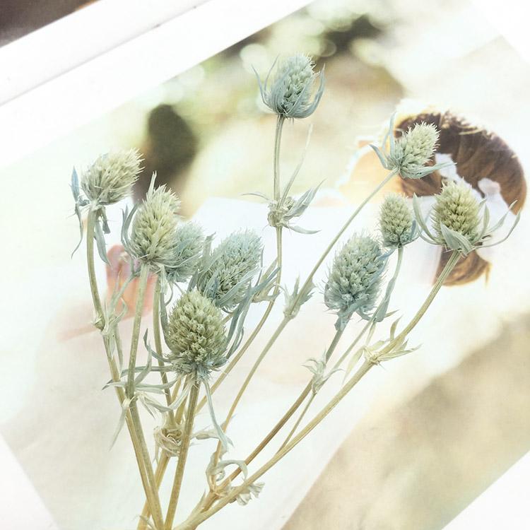 Preserved Eryngium Blue Planet Glass Dome DIY Wedding Flowers