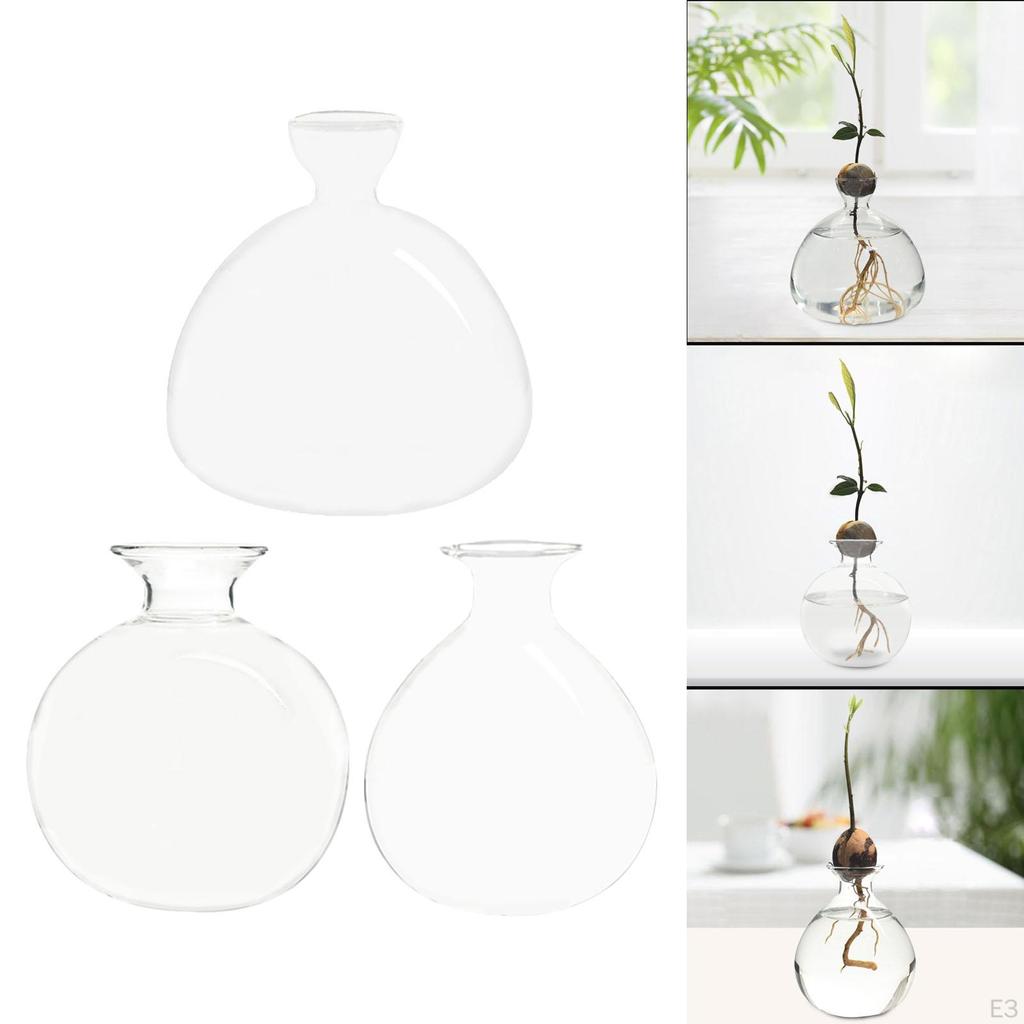 Avocadokerne züchten – Moderne Glasvase für Pflanzenliebhaber