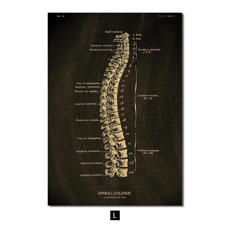 

Анатомия человека, винтажный постер, скандинавский холст, художественный принт, золотой скелет, органы, живопись, настенные панно, медицинский домашний декор A4 21x30cm No Frame