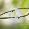 Plant Support Clips Reusable Plastic Garden Clips Tomato Vine Grape Flowers Vegetable Stems Secure Grip Retaining Clips
