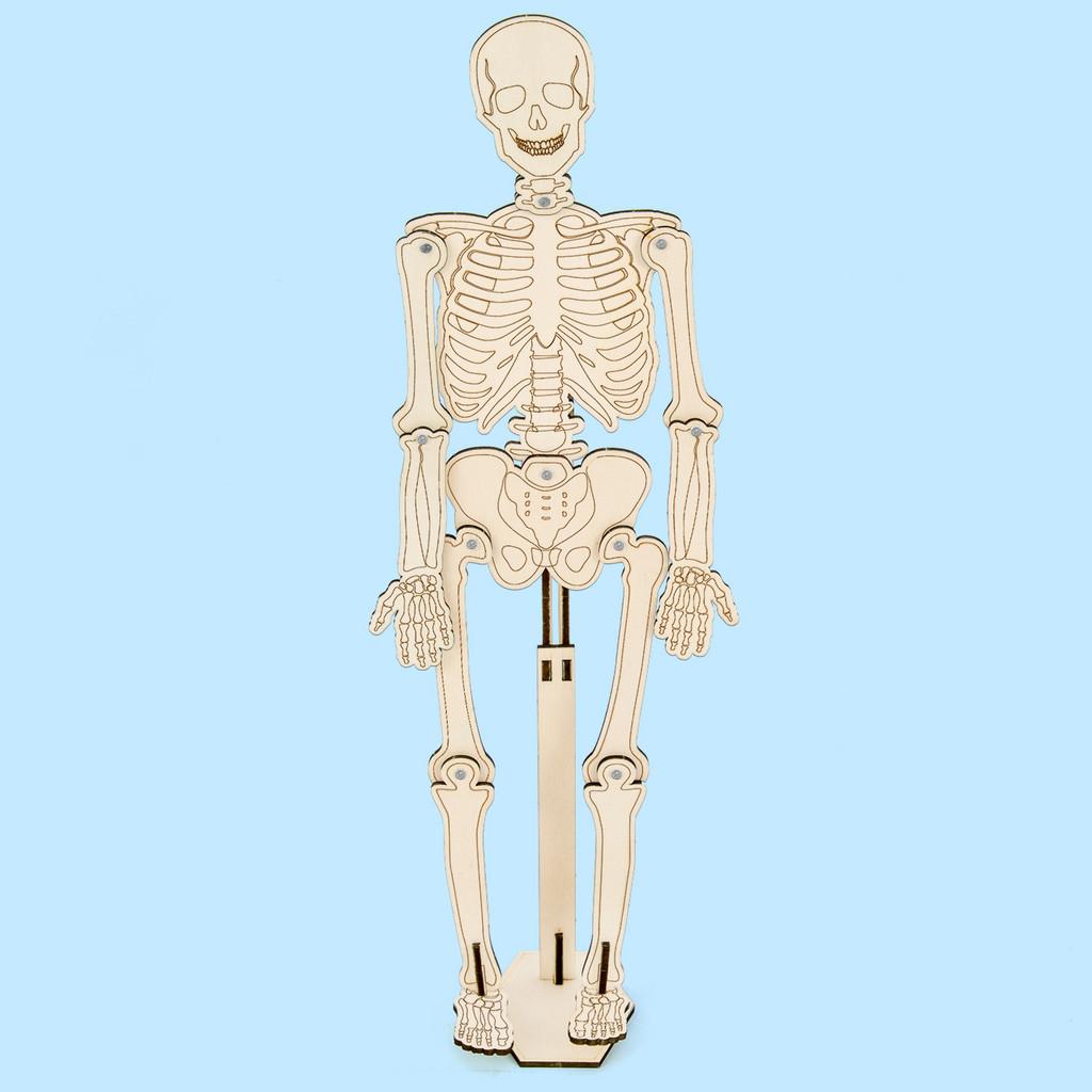 Kit di Costruzione Scheletro Umano per Bambini Esperimento Scientifico Giocattolo Educativo per l'Apprendimento dei Bambini