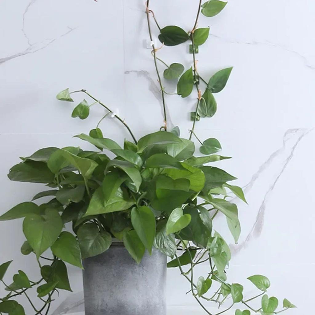 10/20pcs-Plant Fixator Wall Mounted Universal Hook Used for Hanging Baskets Climbing Vines Plant Home Garden Accessories
