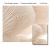 Nordic Beige Flower Grass Canvas Painting Landscape Picture Minimalist Wall Art Poster Scenery Print Modern for Home Room Decor