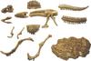 Nobu Company Golden Excavation Master BIG (Tyrannosaurus) SH3917