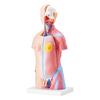 Human Body Model, 23 Parts 18 inch, Human Torso Anatomy Model Unisex Anatomical Skeleton Model with Removable Organs, Educational Teaching Tool for