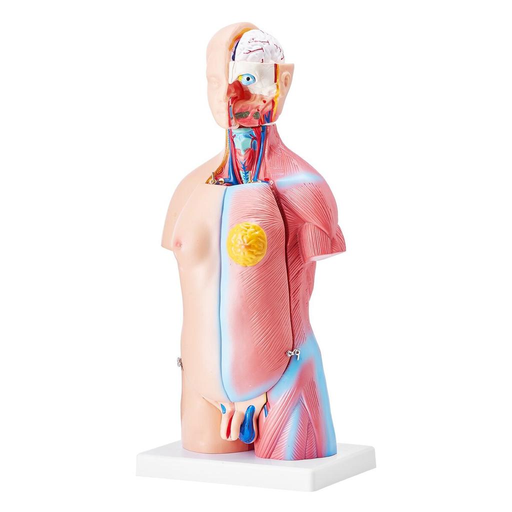 Human Body Model, 23 Parts 18 inch, Human Torso Anatomy Model Unisex Anatomical Skeleton Model with Removable Organs, Educational Teaching Tool for