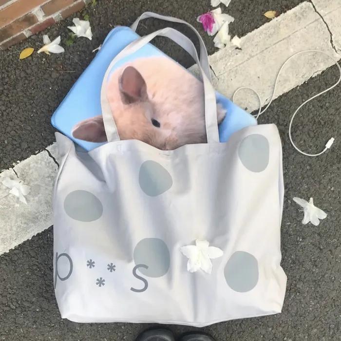 [10th Reorder] PVS Dot Button Bag / Light Grey