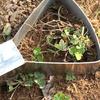 Hand Weeder Tool Stainless Steel Triangular Head Weeding Tool Manual Weed Remover Portable Garden Tool for Easy Weeding Soil Loosening