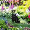 Garten Metall Hundestatuen Outdoor Tierdeko