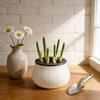 Countertop Scallion Planter Hydroponic Regrow Station with Detachable Lid Kitchen Regrowing Planter for Easy Scallion Regrowth