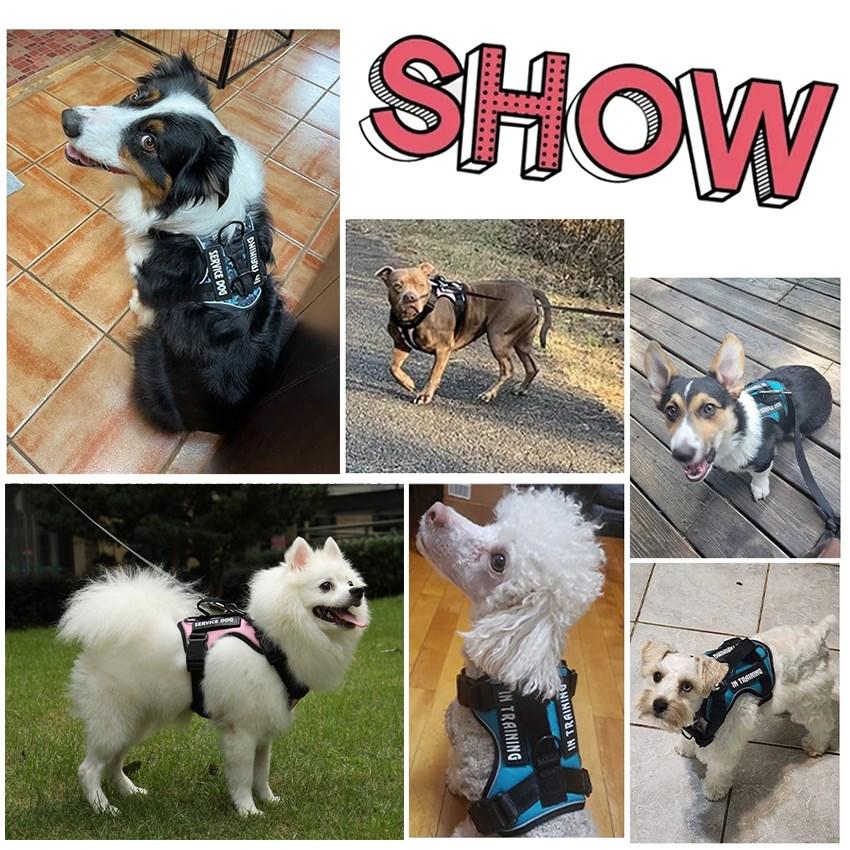 Pettorina riflettente per cani, gilet anti-tiro per cani, guinzaglio per cani di piccola, media e grande taglia, targhetta identificativa personalizzata, accessori per cani