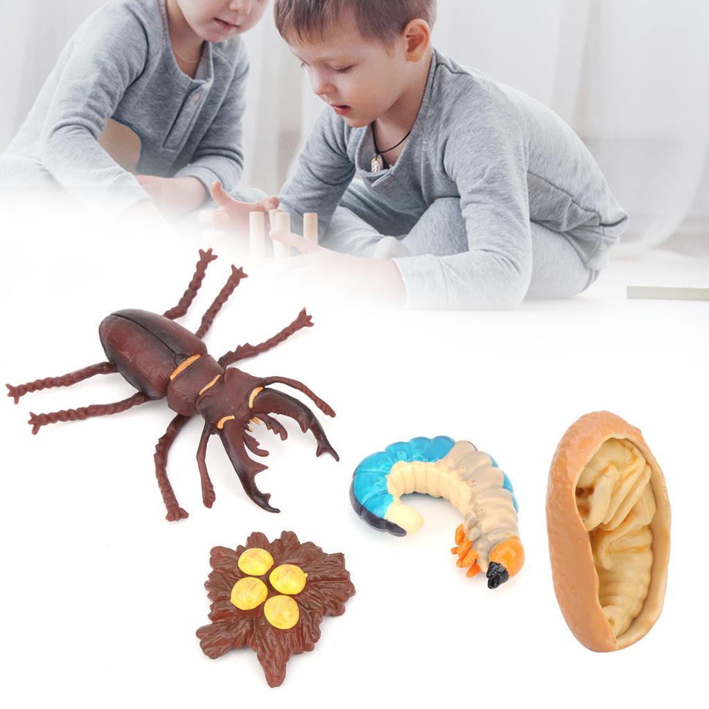 Animals Growth Cycle Life Cycle Model Learning Teaching Model Toy for Children#3