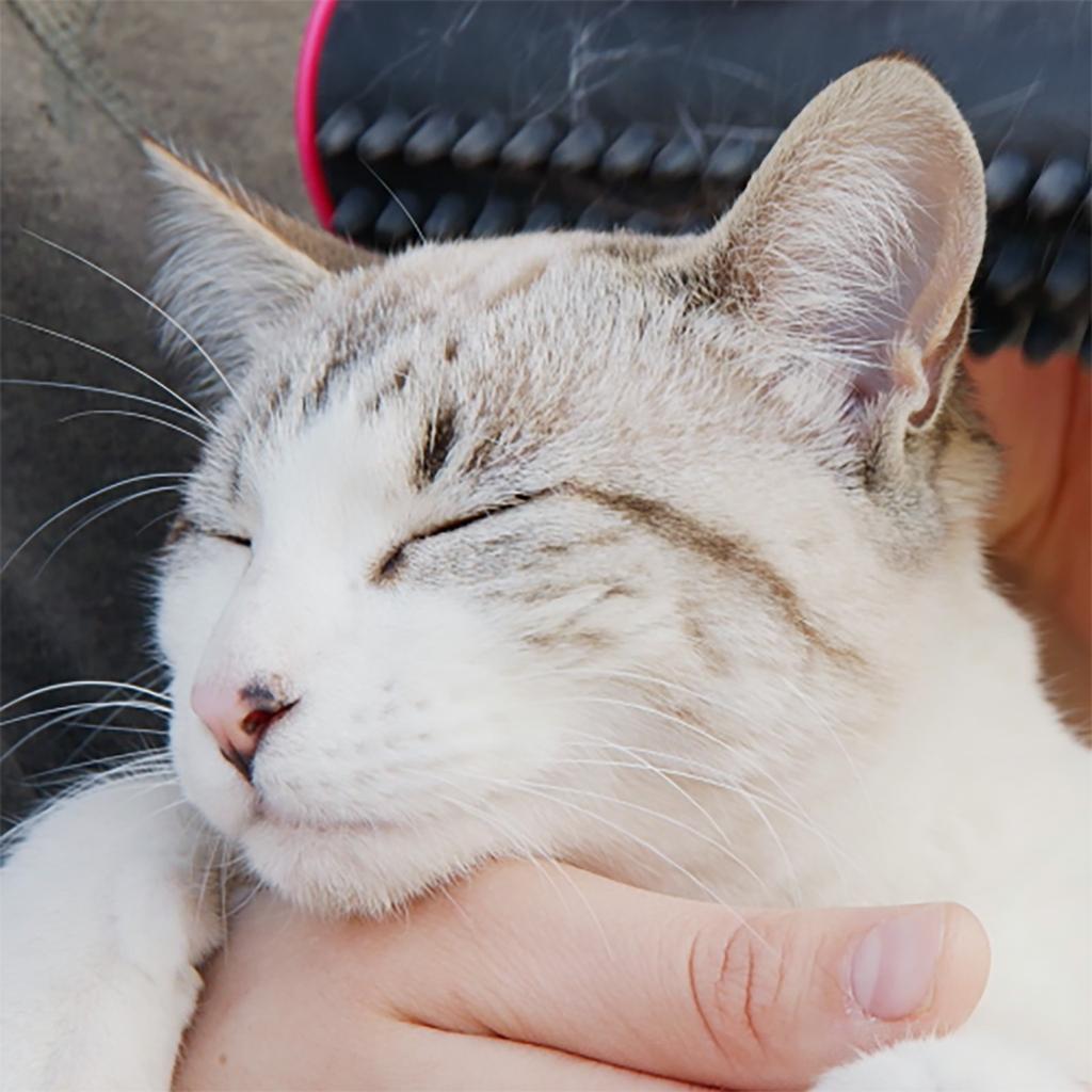 3in1 Deshedding Undercoat&Fur Brush Pet Dog Massage Comb Magic Pet Comb De-fluffing Comb Dog Hair Brush Dog Cleaning And Grooming Tools