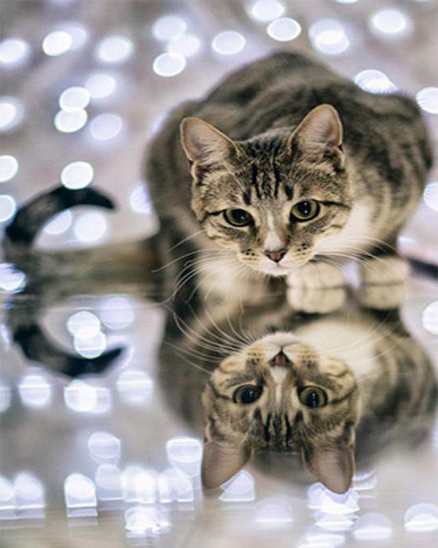 Full Square Drill Diamond Painting Cat Girl Diamond Embroidery Animal Mosaic Art Rhinestone Home Decoration