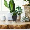Decorațiuni pentru casă – Ghivece de flori decorative