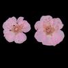 12 Pressed Wintersweet Flower Dried Floral Embellishments Card making Scrapbooking Art Crafts