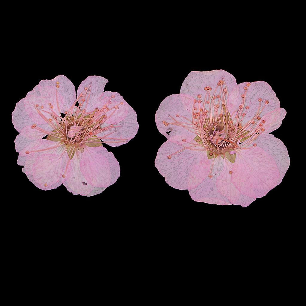12 Pressed Wintersweet Flower Dried Floral Embellishments Card making Scrapbooking Art Crafts