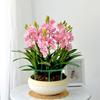 Garden Plants Support Stakes Garden Plant Stand Holder Potted Plants Bonsai Vine Flower Support Plant Support Stakes Tools
