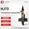 H173 Quarter Anatomical Bullet Model