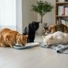 Long Multi-Cat Shared Eating Bowl Ceramic Dog Food Water Container  for Kitten/Puppy/Bunny