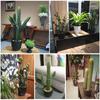 Artificial Cactus Fake Big Cactus Plants Faux Cacti Saguaro for Indoor Outdoor Home Office Shop Garden Decoration