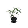 WELCOMETOCC POUPOUPOT BLACK Medium