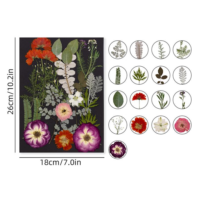 Dry Embossed Flower Diy Hand-Drop Glue Photo Frame Decorative Real Flower Plant Specimen Dried Flower Materials