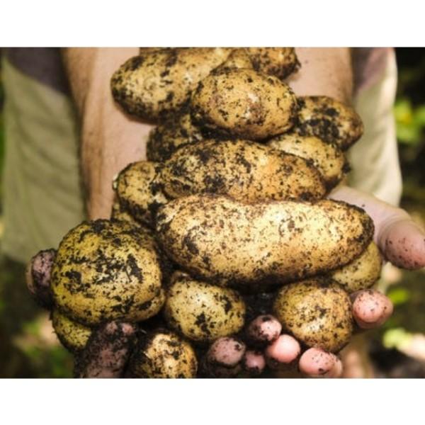 Hunters Kartoffelchips 150g, wähle 2 Sorten (schwarzer Trüffel/weißer Trüffel), Koreanische Snacks