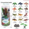 Frog Life Cycle Model Set: Tadpole to Frog Educational Toys for Kids