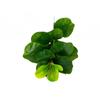 Real Touch Fake Ficus Tree Plastic Faux Ficus Lyrata Plant  Hotel Restaurant Decor