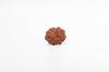 Natural 13 Mukhi Rudraksha Bead – Nepali Origin | Bead for Love, Power, Fulfillment, Prosperity, Desire & Manifestation | Organic & Lab Certified